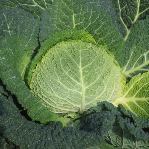 Капуста савойская Оваса F1, 50шт семян