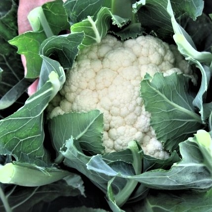 Капуста цветная Овиедо F1, 100шт семян