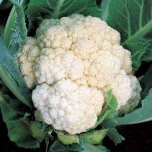 Капуста цветная УАЙТ ЭКСЕЛ F1, 1.000 семян