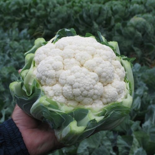 Капуста цветная Фарго F1, 100шт семян