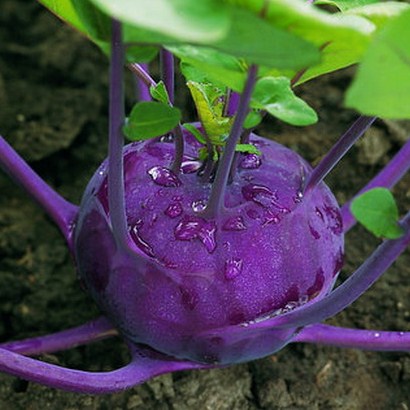 Кольраби Колибри F1, 50шт семян