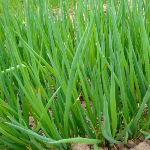 Лук на перо Русский зимний, 5г семян