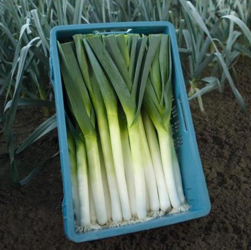 Лук-порей Форрест, 1г семян