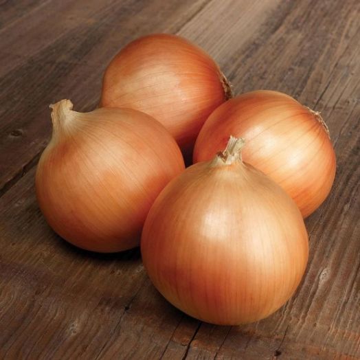 Лук репчатый Спэниш Медальон F1, 5г семян