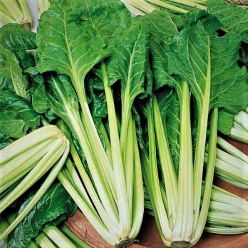 Мангольд Мираж, 5г семян