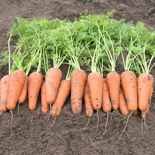 Морковь КЕСЕНА F1 (фракция 1,8-2,0мм), 10.000 семян