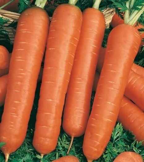 Морковь Тушон, 10г семян
