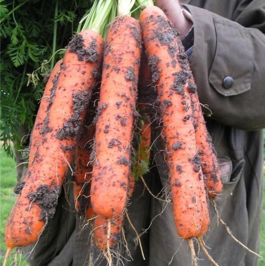 Морковь Самсон, 5г семян