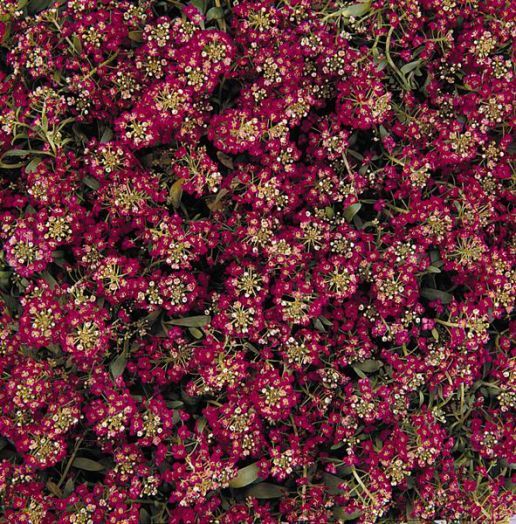 Алиссум морской (Alyssum maritima) Easter Bonnet Deep Rose, 1000 семян