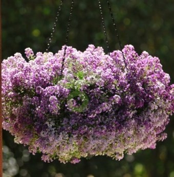 Алиссум морской (Lobularia maritima) Clear Crystal Lavender, 100 мультидраже