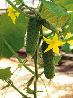 Огурец партенокарпический Амур F1, 50шт семян