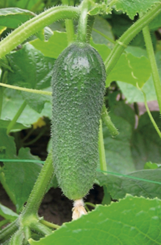 Огурец партенокарпический Ацтек F1, 50шт семян