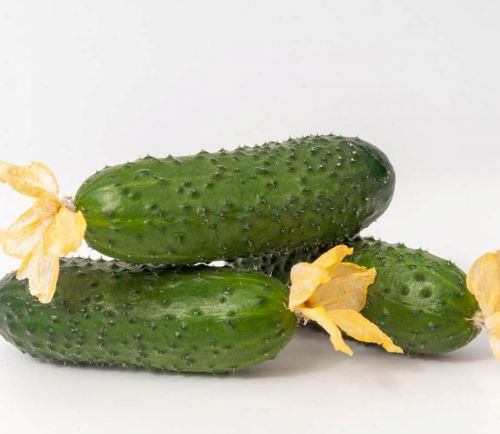 Огурец партенокарпический Джаз F1, 50шт семян