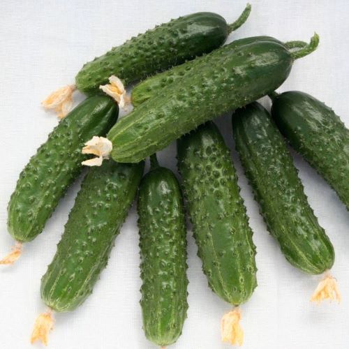 Огурец партенокарпический Капучино F1, 50шт семян