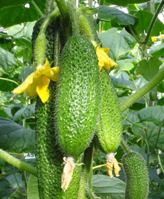 Огурец партенокарпический Луховицкий F1, 50шт семян