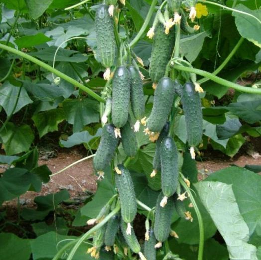 Огурец ПЛАТИНА F1, 250 семян