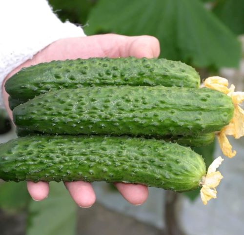 Огурец партенокарпический Раис F1, 50шт семян