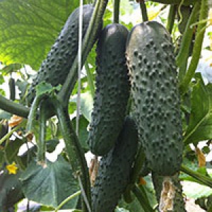 Огурец СЕДРИК F1, 250 семян