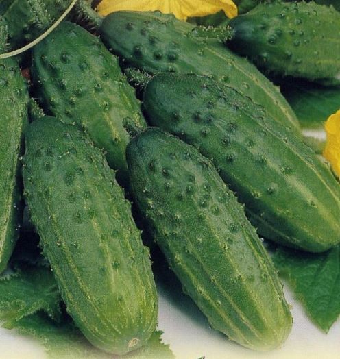 Огурец пчёлоопыляемый Феникс, 50шт семян