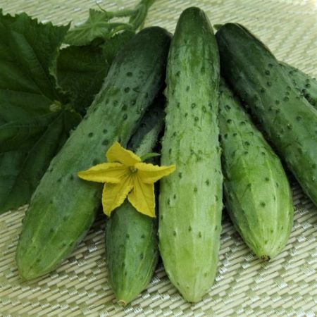 Огурец пчёлоопыляемый Эстафета F1, 50шт семян