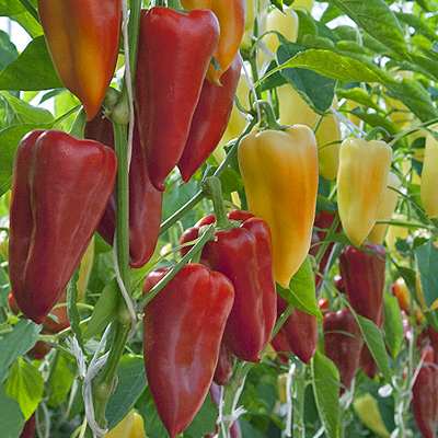 Перец сладкий Индиго F1, 50шт семян