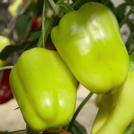 Перец сладкий Оптимус F1, 10шт семян