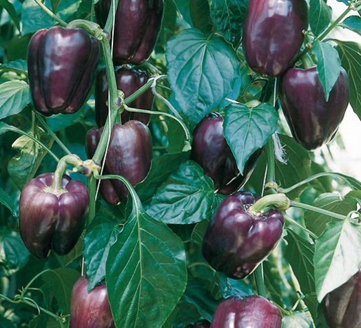 Перец сладкий Текила, 10шт семян