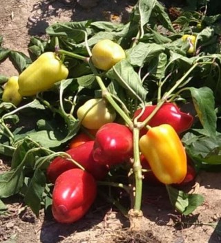 Перец сладкий Фёст F1, 50шт семян