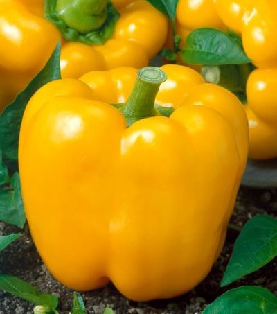 Перец сладкий ЭРЛИ САНСЕЙШН F1, 500 семян