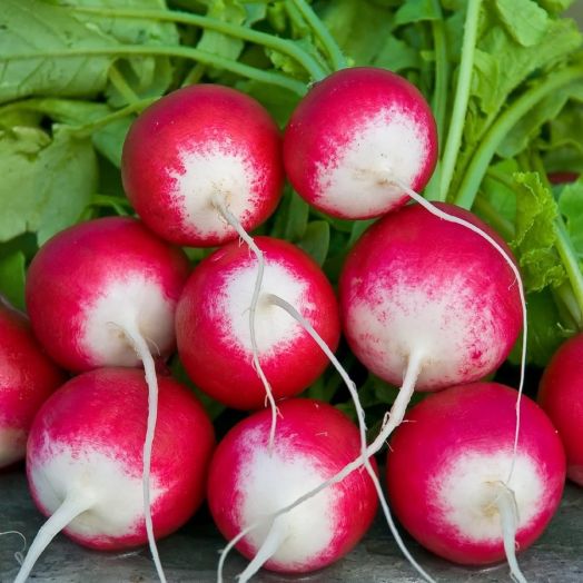 Редис Розово-красный с белым кончиком, 10г семян