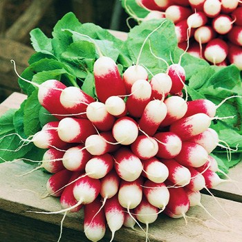 Редис Французский завтрак, 10г семян