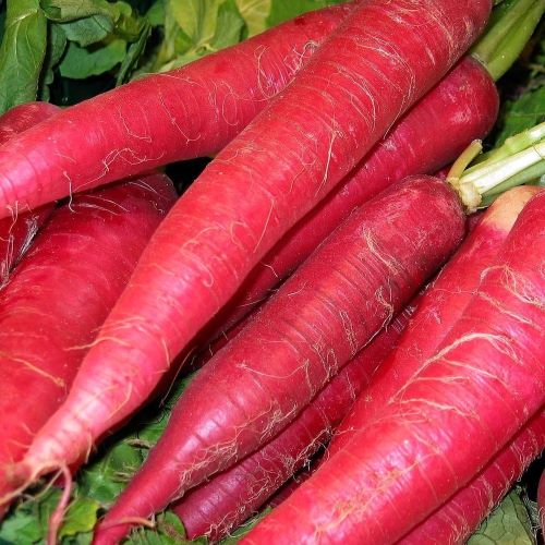 Редька Ладушка, 10г семян