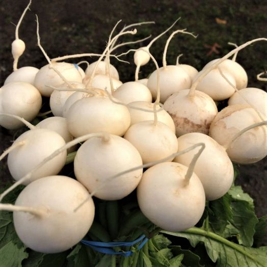 Репа Снегурочка, 5г семян