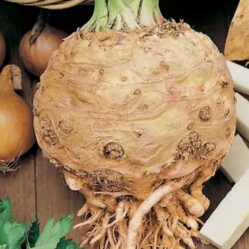 Сельдерей корневой Пражский гигант, 5г семян