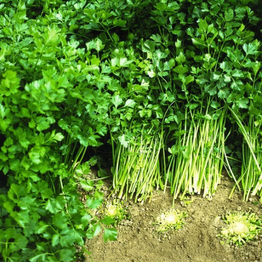 Сельдерей листовой Афина, 5г семян