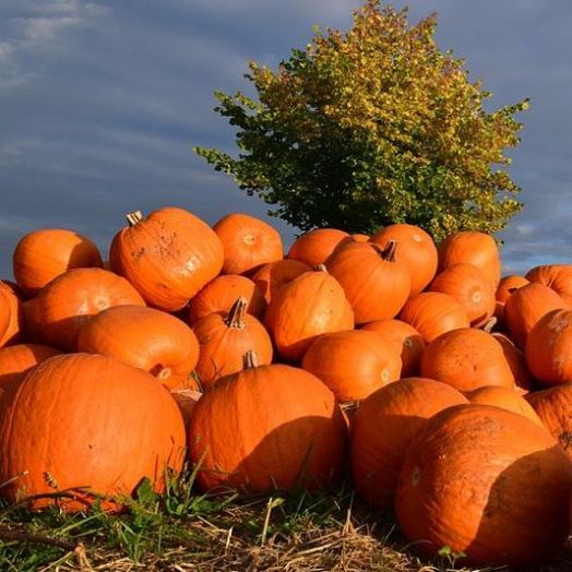 Тыква Атлант, 50шт семян