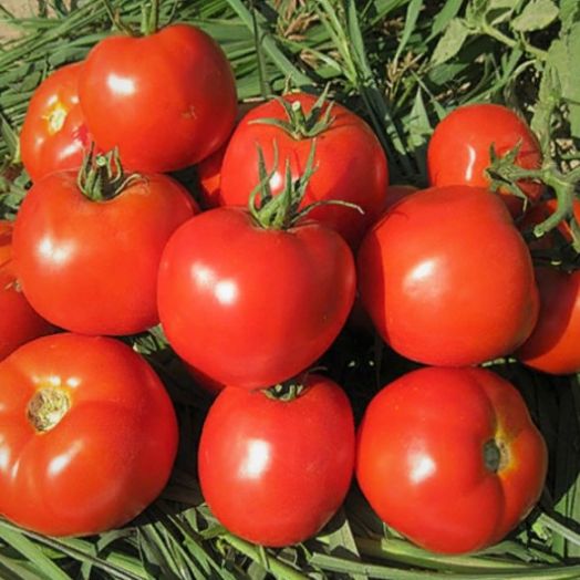 Томат детерминантный ИМРАН F1, 250 семян