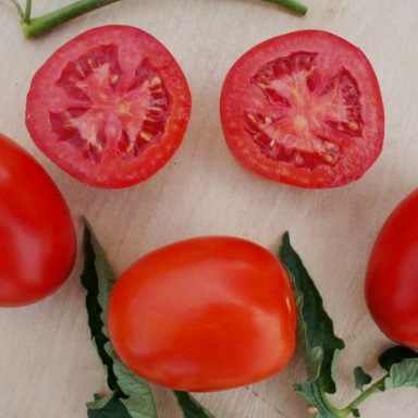Томат детерминантный Индио F1, 50шт семян