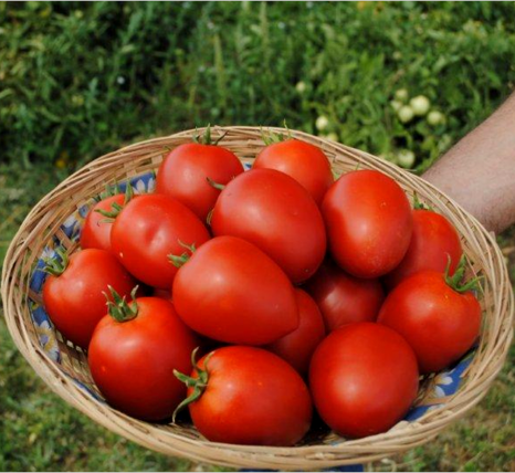 Томат детерминантный Намиб F1, 50шт семян