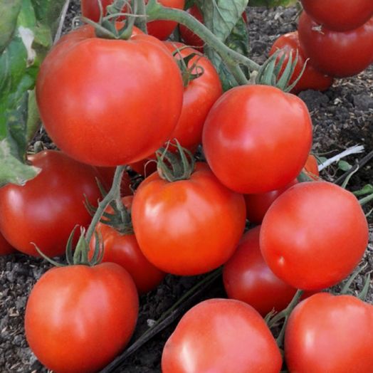 Томат детерминантный Премьера, 50шт семян