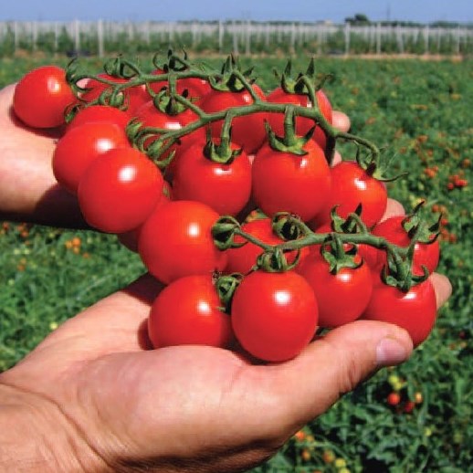 Томат детерминантный Ричи F1, 50шт семян