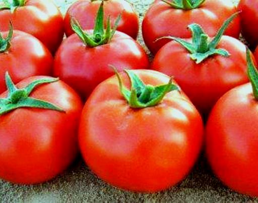 Томат детерминантный САГАТАН F1, 500 семян