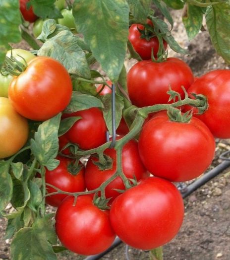 Томат детерминантный САНРАЙЗ F1, 500 семян