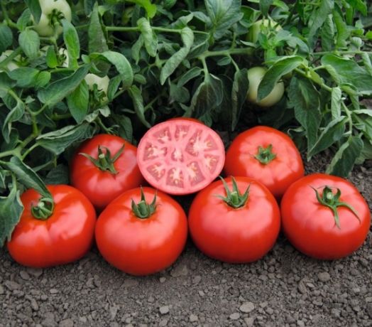 Томат детерминантный Томск F1, 50шт семян