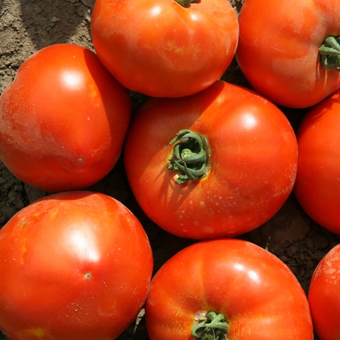 Томат детерминантный Усмань F1, 50шт семян