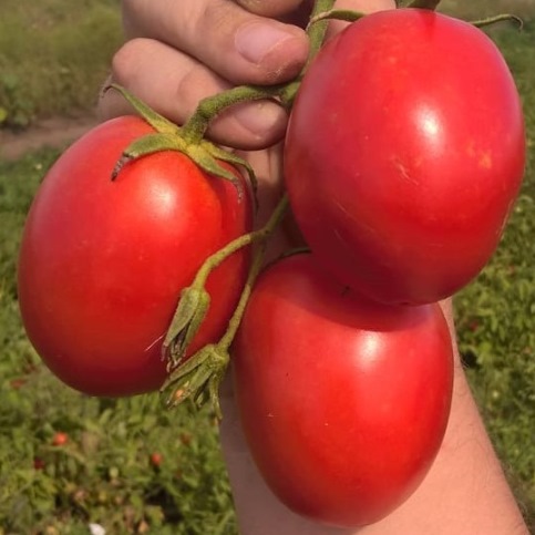 Томат детерминантный Фрегатта F1, 50шт семян