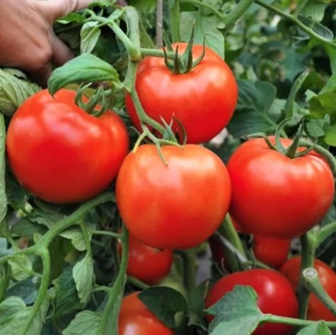 Томат детерминантный Хабль F1, 50шт семян