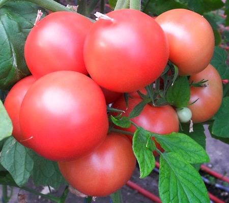 Томат детерминантный Хапинет F1, 50шт семян