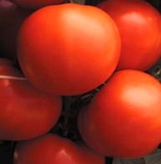 Томат детерминантный Экватор F1, 50шт семян