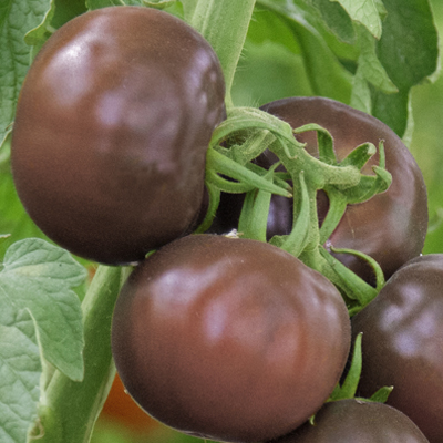 Томат индетерминантный Амиго F1, 5шт семян